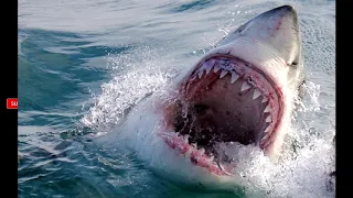 COAST GUARD  FIRES SHOT AT SHARK