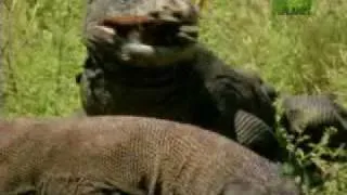 Nature's Perfect Predators- Komodo Dragon