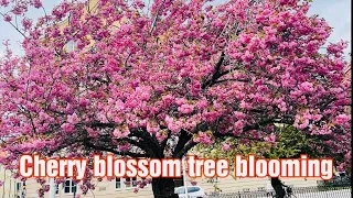 The Cherry tree blossom is blooming 2024 | Pilipina in Sweden