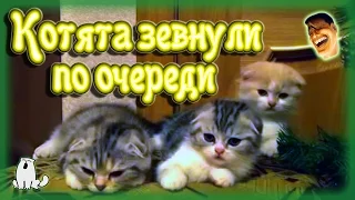 Котята зевнули по очереди. Озвучка))) Смотреть всем.