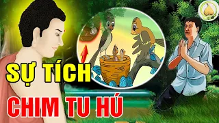 Chuyện Nhân Quả Mới Nhất"Sự Tích Chim Tu Hú"Quả Báo Hiện Đời Gieo Nhân Ắt Gặt Quả_ Lời Vàng Phật Dạy