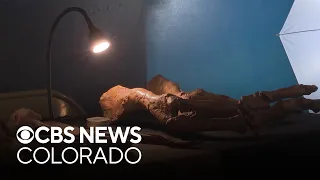 Paleontologists in Colorado reveal new species of dinosaur