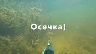 Подводная охота Астрахань раскаты июль 2020