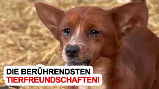 Die Berührendsten Tierfreundschaften!