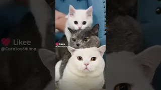 котики