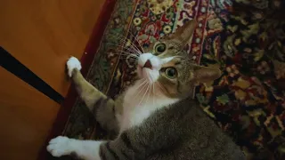 Cat Talking, Flopping And Gets Crazy!