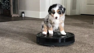 Puppy Rides Roomba