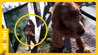 Mujer abandona a su perro ciego de 14 años
