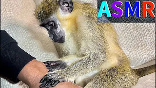 Monkey grooming ASMR oddly satisfying | THABO & RAY