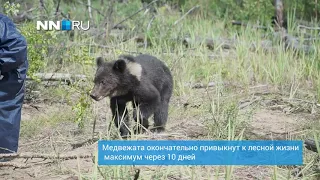 Медвежат  из зоопарка «Мишутка» отпустили  в Керженский заповедник | NN.RU