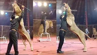 Lucky Irani Circus Lion Show 2020 | Lucky Irani Circus New Show 2020 |New Video From Zeeshan Rafique