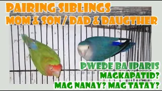 PAIRING SIBLINGS, MOM AND SON, DAD AND DAUGTER / PAGPAPARIS NG MAGKAPATID, MAG NANAY AT MAG TATAY