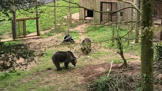 Eurasian Brown Bears, Wildwood Devon (27th April 2024)