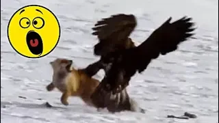 18 НАПАДЕНИЙ ОРЛОВ СНЯТЫХ НА КАМЕРУ выпуск 17 ноября 2018 г. Орел на охоте Eagle Attack