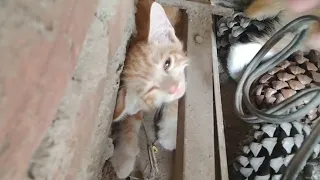 Rescued Starving Kittens Crying For Their Mother From 2 Days But Mother Cat Never Came Back