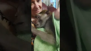 ‼️шесть макак‼️ банный день🐒😜 / ‼️six macaques‼️and a bath day 🐒