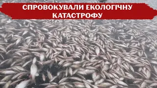 В акваторії Каховського водосховища масово гине риба: у чому причина та наслідки