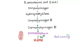 Heme Synthesis Pathway | Biochemistry