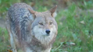 The Haunting Howls  Nebraska's Coyotes