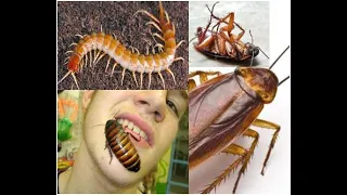 Pet Centipede Eating COCKROACH