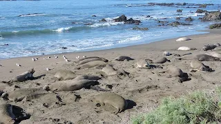 San Simeon beach (January 2022)