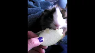 Cutest Guinea Pig eating an apple