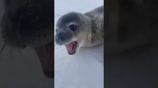 "So this is what a Weddell seal pup sounds like"