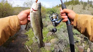 Slaying RAINBOW and BROOK Trout at the Creek!! (Catch & Cook)