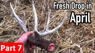 Shed Hunting 2023 - Part 7 Fresh Drop in April