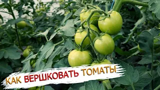 Вот зачем нужно прищипывать верхушки у высокорослых томатов!🍅 Как мы это делаем!