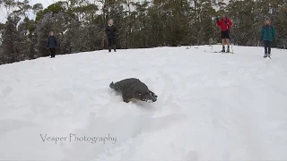 Platypus in the snow - Tasmania