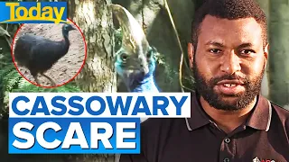 Cairns bushwalker’s strange cassowary encounter | Today Show Australia