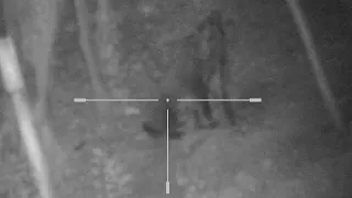 Wild boar night hunt with yukon photon