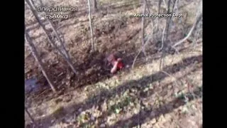 Russian Woman Attacked, Buried By Bear