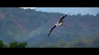 Grey Heron In Flight (RX10 Mark IV)