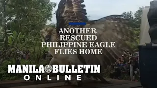 Another rescued Philippine Eagle flies home