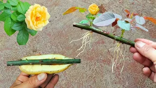 Few people know, Try planting roses branches with bananas | How to grow roses with branches