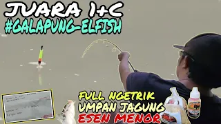 JUARA 1+C//UMPAN JAGUNG ESEN MENOR//MANCING TANPA KEDI//PMC GALAPUNG ELFISH//EDAAAN‼️