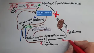 Желтуха (гемолитическая, паренхиматозная, механическая)