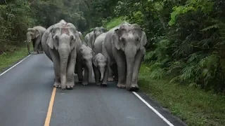 Wild Thai Elephant Family Frolics in Khao Yai (Video)