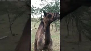 🐪 camel funny  voice