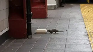 New York Is Overrun by Rats, yet We Know Almost Nothing about Their Underground Kingdom