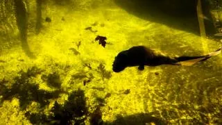 River otters