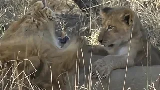 SafariLive - Two lion dads and two cute little brats.