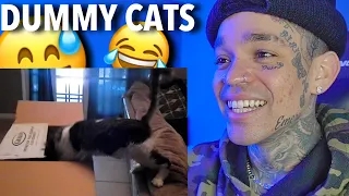 Funny Cat Fails | Funny Cat Compilation - FailArmy [reaction]