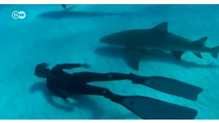 Faszinierende Nahaufnahmen von Haien | Euromaxx