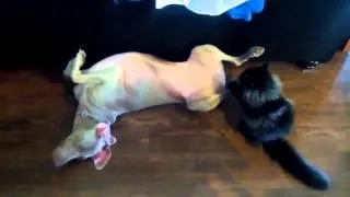 Смешное видео! Прикол!Кошка облизывает собаку и играется!