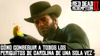 ✔ Red Dead Redemption 2 - Todos los Periquitos / Cotorras de Carolina
