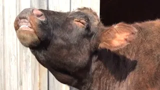 Cow tastes freedom after 17 years