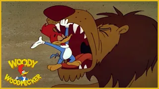 Woody Woodpecker | International Woodpecker | Full Episodes